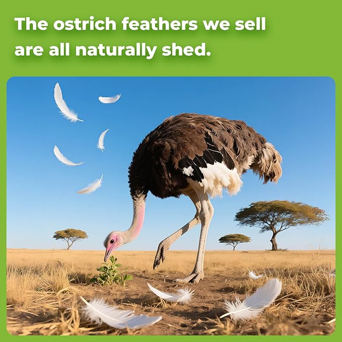 Piokio 20 pcs Natural White Natural Ostrich Feathers Plumes 8-10 inch(20-25 cm) Bulk for DIY Clothes, Feather Pens, Dream Catcher, Gatsby Decorations