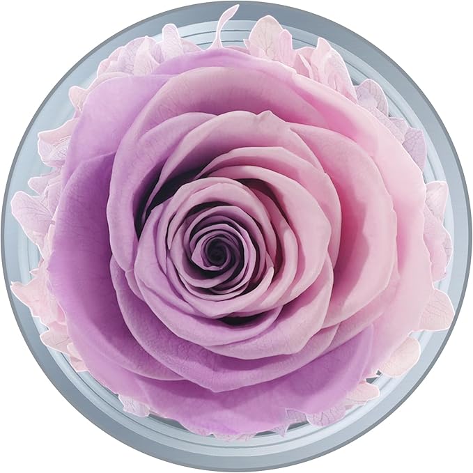 Sunia Preserved Flower Rose Gift for Women - Mother's Day Birthday Gifts for Mom Wife Grandma, Glass Angel Figurines Forever Real Roses Gifts for Her Valentine Day Thanksgiving (Pink Purple)