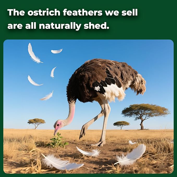 Piokio 20pcs Natural Blackish Green Ostrich Feathers 10-12 inch (25-30cm) Bulk Feathers for Home Decoration and DIY Clothing and DIY Clothes Decoration, Gatsby Decorations