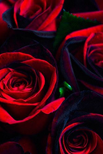 12 Stems - Fresh Cut Black and Red Roses from Flower Explosion