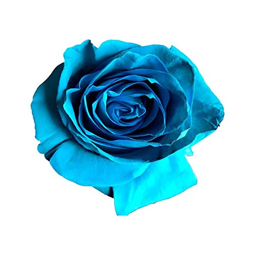 Fresh Cut Tinted Turquoise Roses from Flower Explosion - 36 Stems