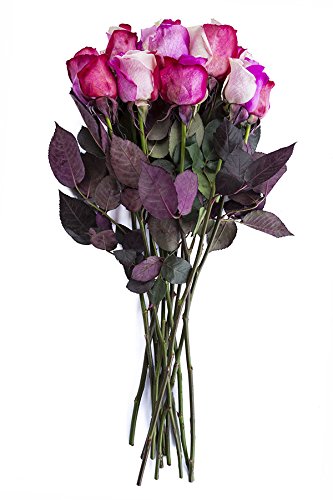 12 Stems - Fresh Cut "Cotton Candy" Tinted Roses from Flower Explosion