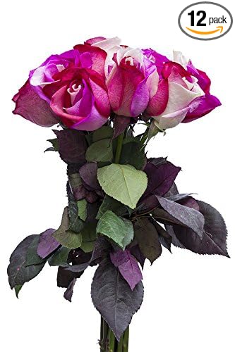 12 Stems - Fresh Cut "Cotton Candy" Tinted Roses from Flower Explosion