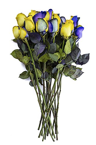 12 Stems - Fresh Cut Yellow & Purple Roses from Flower Explosion
