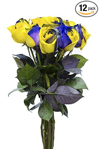 12 Stems - Fresh Cut Yellow & Purple Roses from Flower Explosion