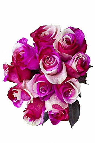 12 Stems - Fresh Cut "Cotton Candy" Tinted Roses from Flower Explosion