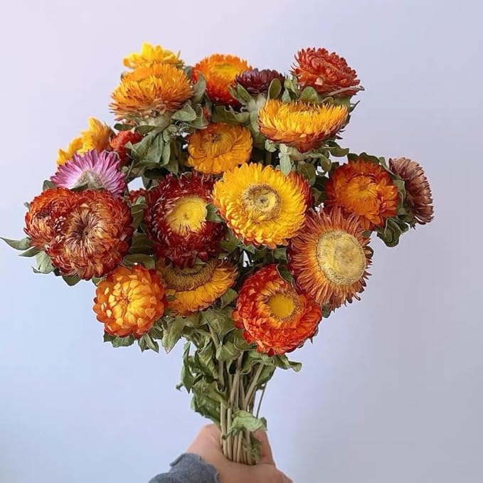 12Pcs Natural Dried Daisy Flowers Stems - Real Natural Dried Flowers Bouquet for Vase, Farmhouse Rustic Wedding Home Decor, DIY Handmade Dry Flower Arrangement, Gardening, Gift, Multi-Colored