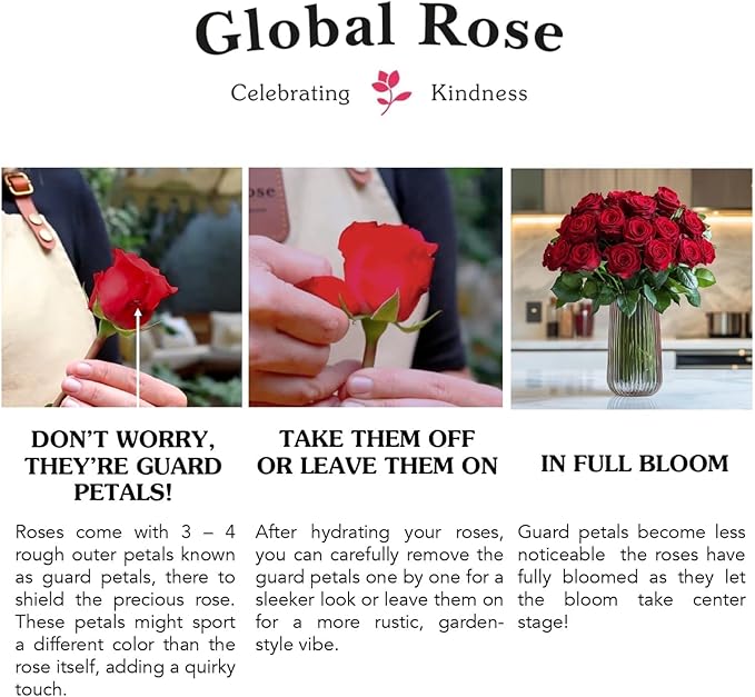 GlobalRose Fresh Cut Red Roses - 50 (2 Bundles of 25) - Real Fresh Flowers Bouquet for Mother's Day, Birthday, Anniversary, Bridal Shower, or Home Decor - Flowers Delivery Gift