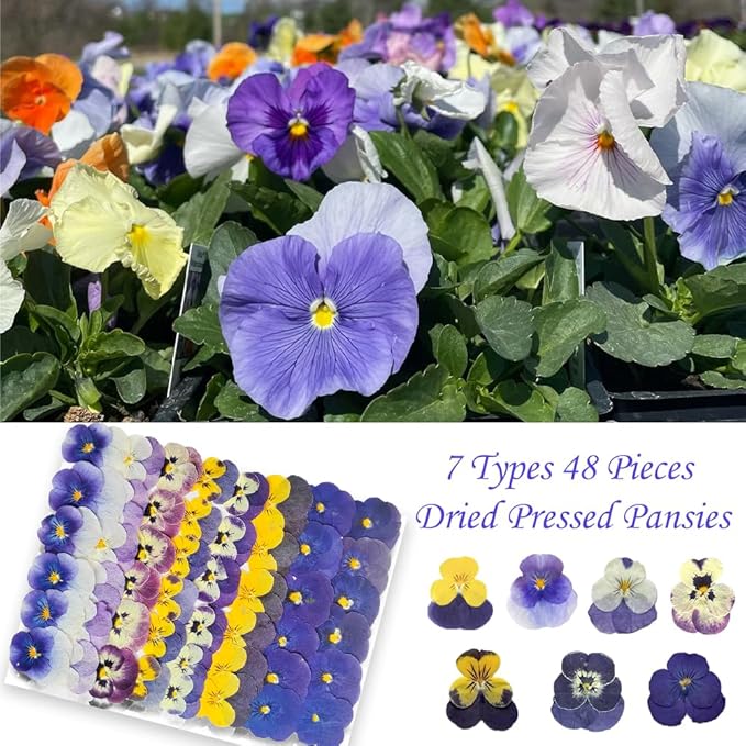 48 Pcs Real Natural Viola Pansy Dried Pressed Flowers - Delicate Multicolor Florals for Resin Jewelry, Candle Making, Frame Decor & DIY Crafts