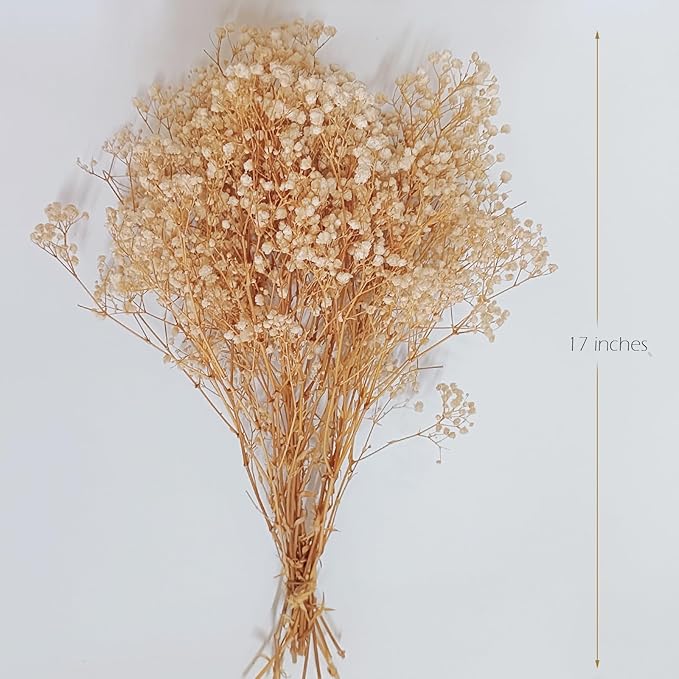 Preserved Baby's Breath, 100% Natrual Gypsophila Long Lasting Flowers for Vase Arrangements Home Decoration Photo Props Parties and Weddings, DIY Décor-White