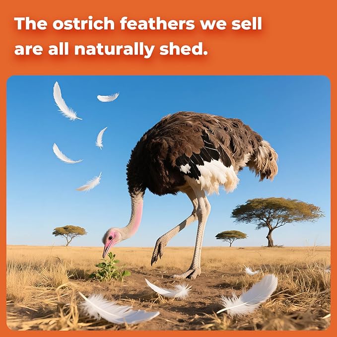 Piokio 20 pcs Orange Ostrich Feathers Plumes 6-8 inch(15-20 cm) Bulk for DIY Handmade Artwork and DIY Clothes, Feather Pens, Dream Catcher, Table Decoration.