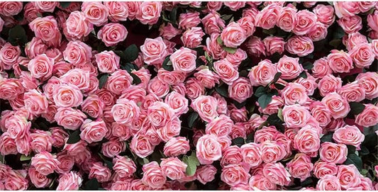 10x7ft Flower Backdrop Pink Rose Floral Wall Photography Background Birthday Baby Shower Wedding Party Banner Decorations Supplies Photo Booth Props