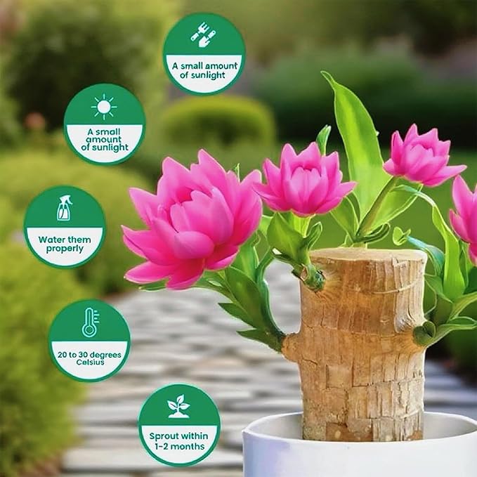 Lucky Wood Plant, Small Indoor Plant, Brazilian Wood Plants, About to Sprout, Office Desk Ornaments, Kitchen, Living Room (Pink)