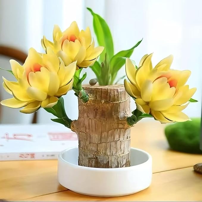 Lucky Wood Plant, Small Indoor Plant, Brazilian Wood Plants, About to Sprout, Office Desk Ornaments, Kitchen, Living Room, Home Decoration Yellow