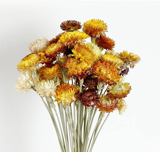 Dried Flower 40PCS Daisy Bouquet 100% Natural Chrysanthemum Dry Flower for Vase Home décor Party DIY Arrangement Wheat Straw Bulk （Multi-Color）
