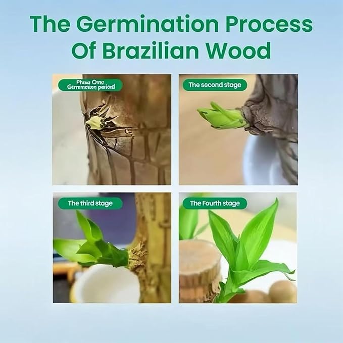 Lucky Wood Plant, Brazilian Wood Plants, About to Sprout, Small Indoor Plant, Office Desk Ornaments, Kitchen, Living Room, Home Decoration Blue
