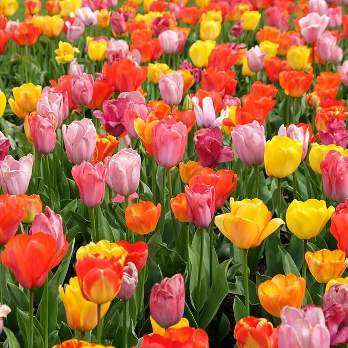50-Pack Tulip & Daffodil Grower's Mix - 25 Tulips & 25 Daffodils, Mixed Colors, Easy Fall Planting for Bright Spring Blooms - Perennializing Kit of Colorful Flower Blooms – Fall Planting