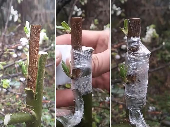 Grafting Tape Plant Repair Budding Tape Garden Nursery Moisture Barrier Stretchable Film for Fruit, Floral and Tree, 1-1/5", 395ft, 6 Pack