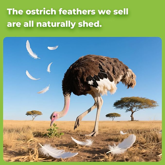 Piokio 10 pcs Natural Grey Ostrich Feathers 14-16 inch(35-40 cm) Bulk for Wedding Party Decoration Gatsby Decorations