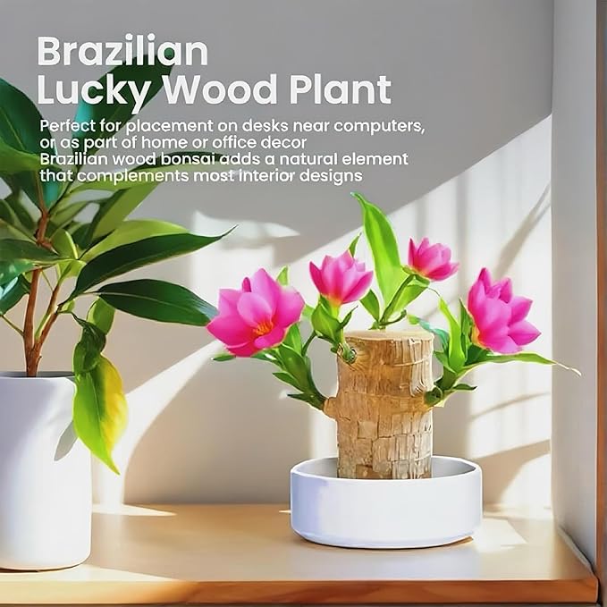 Lucky Wood Plant, Small Indoor Plant, Brazilian Wood Plants, About to Sprout, Office Desk Ornaments, Kitchen, Living Room, Home Decoration Yellow