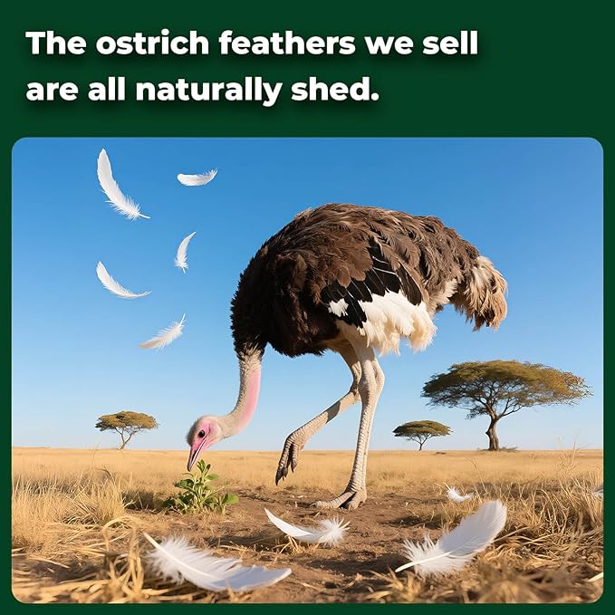 Piokio 10 pcs Natural Green Ostrich Feathers 14-16 inch(35-40 cm) Bulk for Wedding Party Decoration Gatsby Decorations
