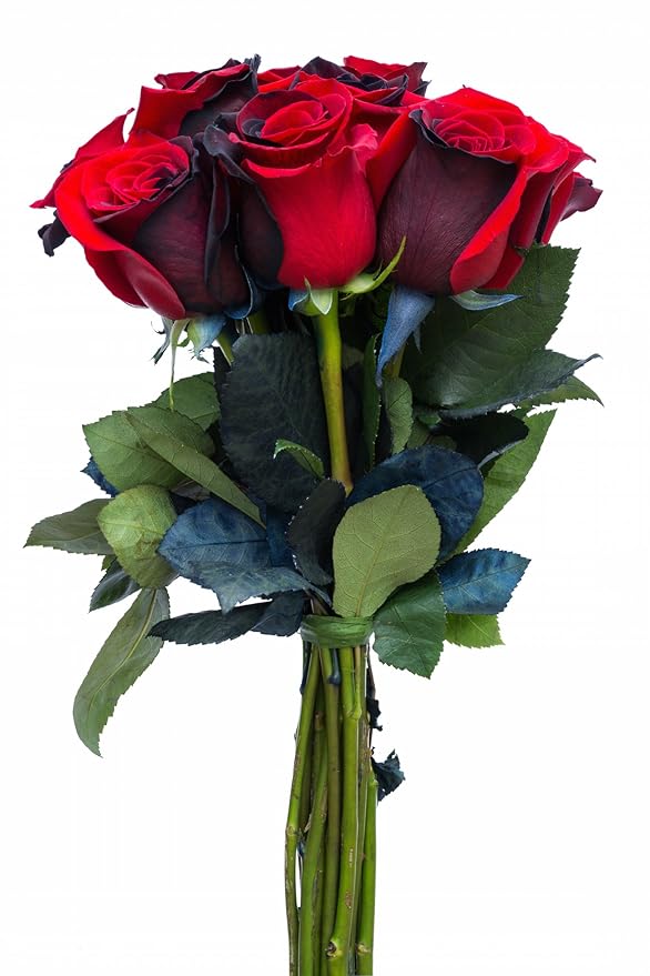 12 Stems - Fresh Cut Black and Red Roses from Flower Explosion