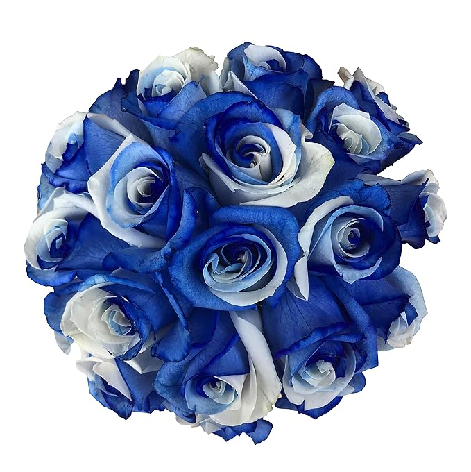Flower Explosion Fresh Cut Tinted Blue and White Roses from 24 Stems