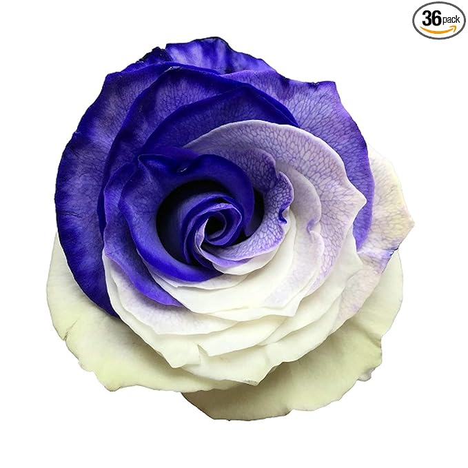 Fresh Cut Tinted Purple and White Roses from Flower Explosion -36 Stems