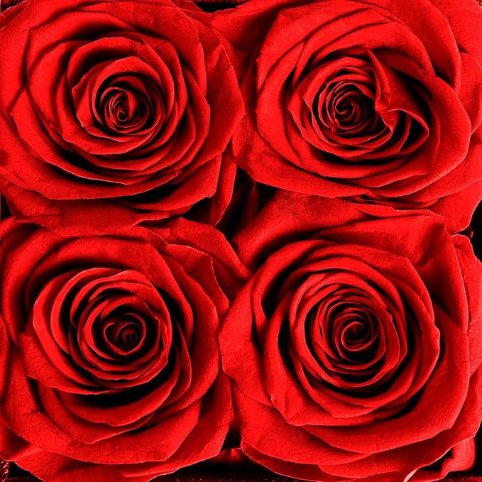 4 Preserved Flower, Fresh Flower Forever Roses in Square Shape Box, Immortal Roses Gift for Her Eternal Roses, 100% Real Roses, Birthday Gifts for Women, Wife, Her, Mom, Valentine's Day Gift - Red
