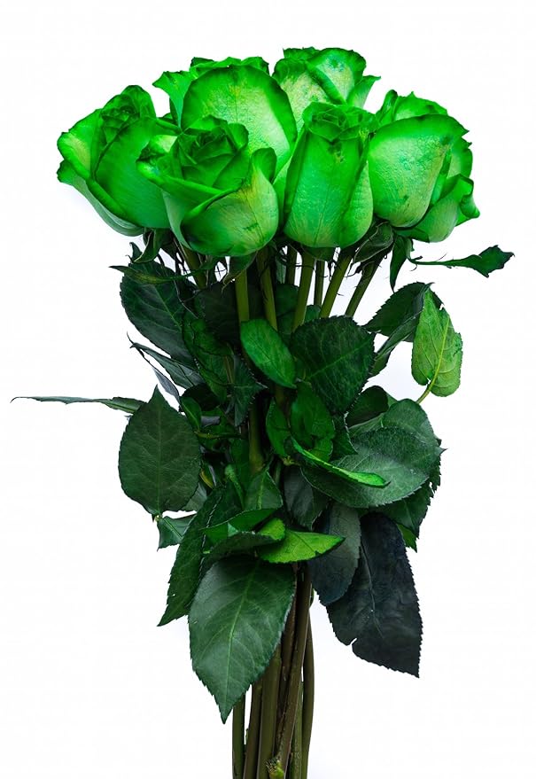 12 Stems - Fresh Cut Tinted Green Roses from Flower Explosion