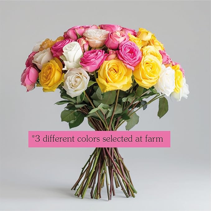 GlobalRose Fresh Cut Assorted Roses - 75 Roses (3 Bundles of 25) Fresh Bouquet for Birthday, Anniversary or Home Decor - Flowers Delivery Gift