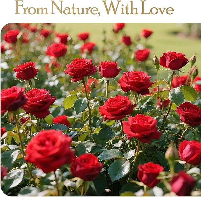 27 Preserved Flowers Rose Birthday Gifts for Women Her Mom Wife Girlfriend Grandma on Valentines Mothers Day Christmas Anniversary Romantic