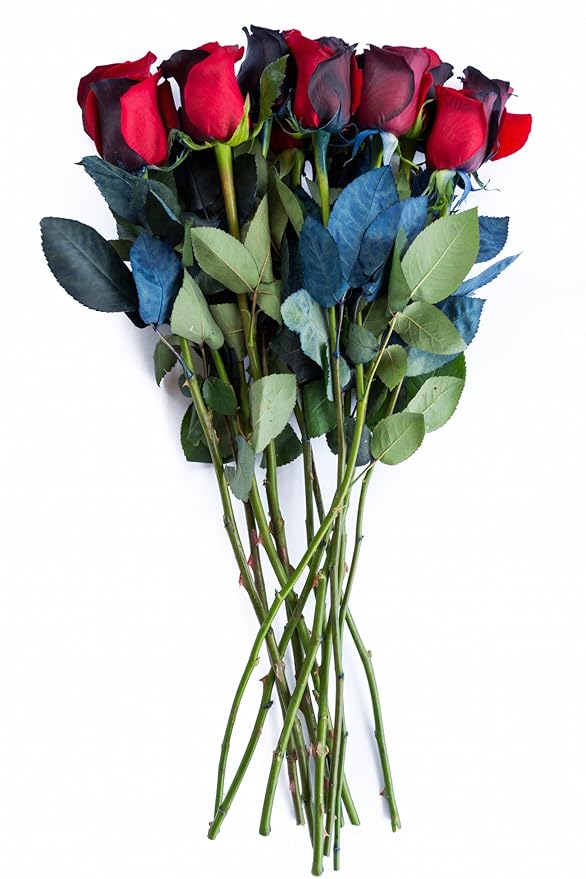 12 Stems - Fresh Cut Black and Red Roses from Flower Explosion