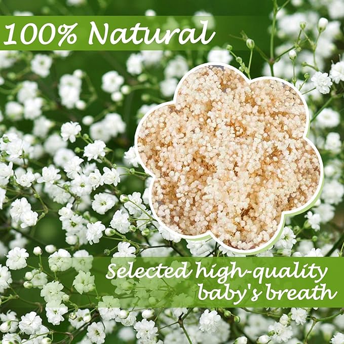 2500+ Dried Babys Breath Flowers Bulk - 17" Ivory White Dried Flower Bouquet, Real Natural Gypsophila Branches for Vase Filler, Wedding, Table Centerpiece, Home Decor, DIY Wreath Floral, Crafts