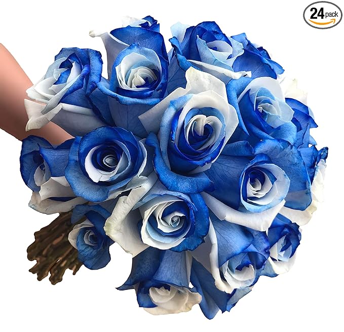 Flower Explosion Fresh Cut Tinted Blue and White Roses from 24 Stems