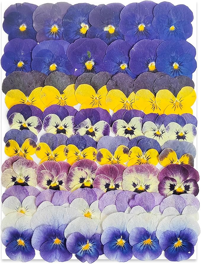 48 Pcs Real Natural Viola Pansy Dried Pressed Flowers - Delicate Multicolor Florals for Resin Jewelry, Candle Making, Frame Decor & DIY Crafts