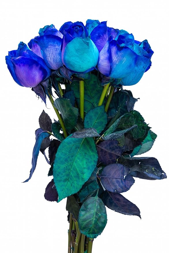 12 Stems - Fresh Cut Blue Lollipop Roses from Flower Explosion