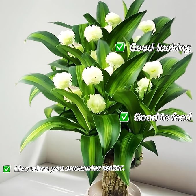 Lucky Wood Plant, Small Indoor Plant, Brazilian Wood Plants, About to Sprout, Office Desk Ornaments, Kitchen, Living Room (Pink)