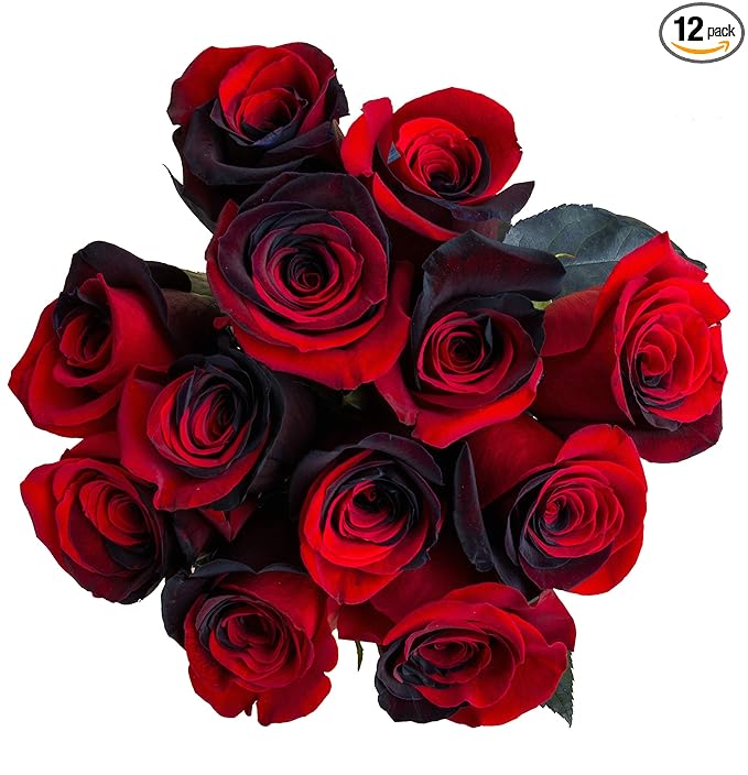 12 Stems - Fresh Cut Black and Red Roses from Flower Explosion