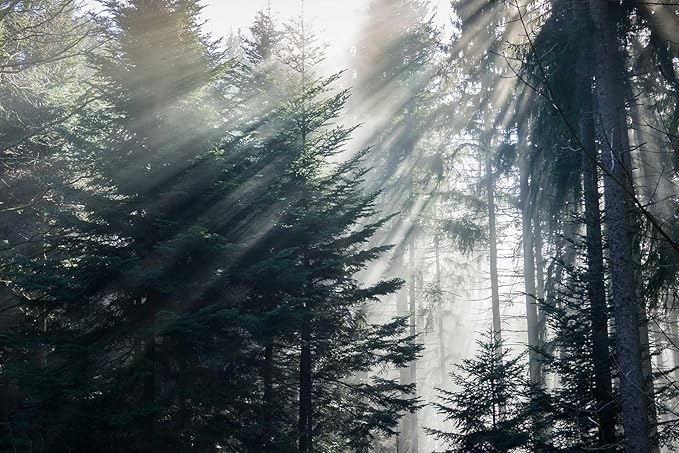 Forest in The Fog Wall Mural, Forest Wall Sticker Wallpaper, Non-self-Adhesive Wall Decorations（Non-self-Adhesive）