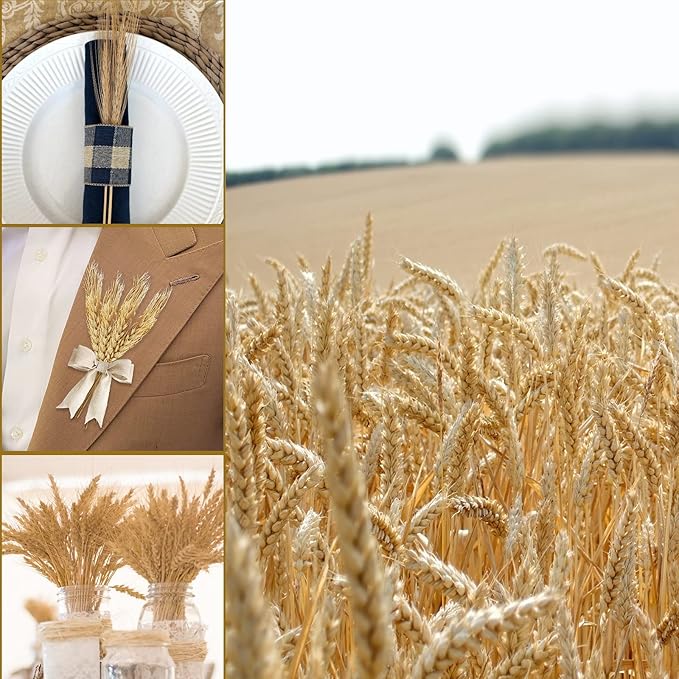 Uieke 600 Stems Dried Wheat Stalks, 17.7 Inches Dried Flowers 100% Natural Wheat for Home Kitchen Wedding Party Table Centerpiece Harvest Wreath Boho Farmhouse DIY Decoration