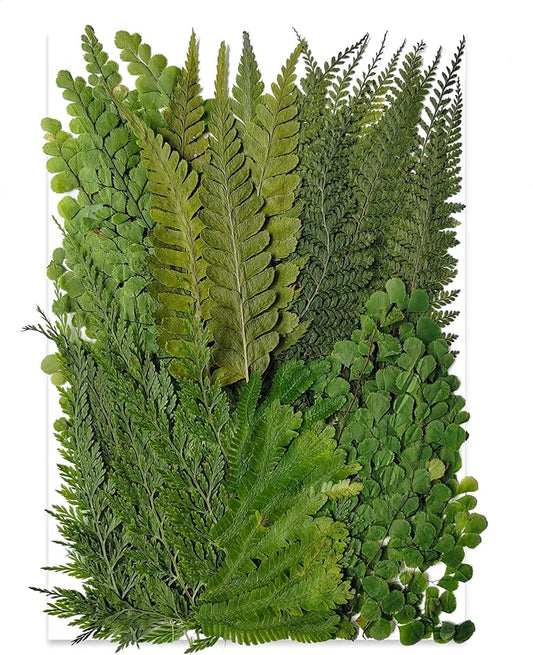 55 Pcs Green Leaves Ferns Dried Pressed Flowers for Crafts,Real Nature Dry Flower Bulk for Resin Jewelry Making Candle Making Frame Decoration Art Floral Decors