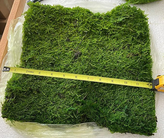 Preserved Sheet Moss Natural Green Decorative Real Natural Green DIY Kit Gardenning Art Wall Decor Florist Decor Easter Table Decor Wedding 2 sq.ft.Green-B